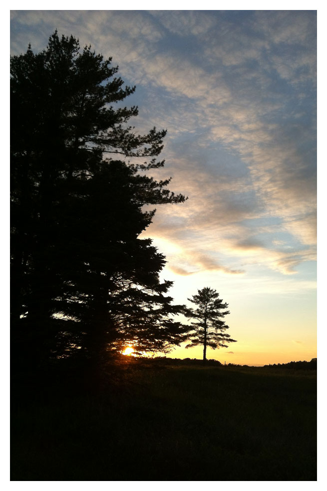 Tree Series: Trees for Klee Wyck II