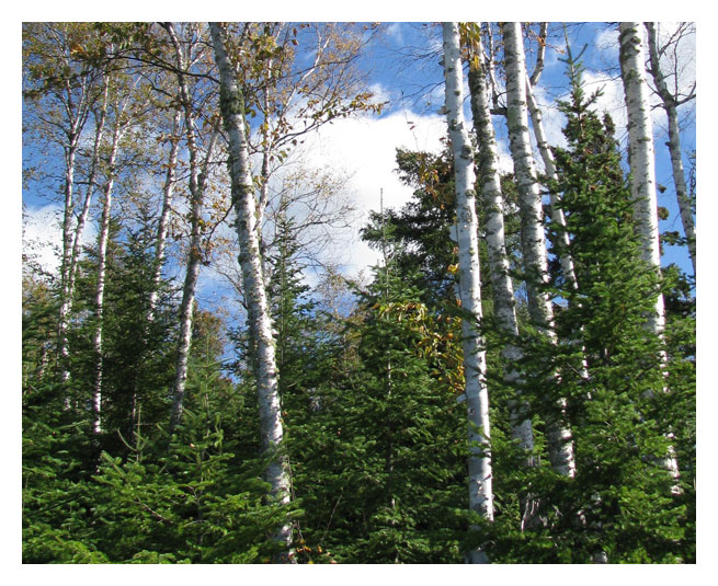 Tree Series: Trees for Klee Wyck II